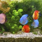 Con quién es compatible Acuario mujer